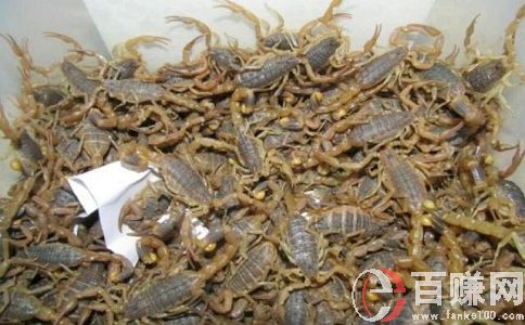 養(yǎng)蝎子賺錢嗎?養(yǎng)蝎子項(xiàng)目效益分析!
