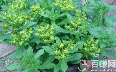 想要農(nóng)場種蔬菜賺錢，就來種救心菜和寶塔花菜! 第1張